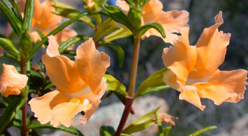 yellow_copy2